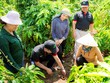 Cán bộ hỗ trợ nông nghiệp của Nestlé Việt Nam hướng dẫn nông dân trồng cà phê thực hành canh tác nông nghiệp tái sinh