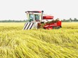 Thu hoạch lúa ở Đồng bằng sông Cửu Long. Ảnh Lê Toàn