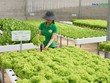 Miễn, giảm thuế có phải là giải pháp tối ưu để doanh nghiệp lớn lên?