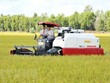 Thu hoạch lúa trong vùng nguyên liệu tại xã Định Thành, Thoại Sơn, An Giang. (Ảnh: Công Mạo/TTXVN)