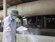 Người dân chủ động phun xịt thuốc sát trùng, rãi vôi vệ sinh chuồng trại để ngăn chặn dịch lở mồm long móng lây lan tại Bến Tre. Ảnh: Huỳnh Phúc Hậu/TTXVN 