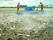 Lượng hàng tồn kho cá tra của Mỹ đã hết, kỳ vọng tích cực cho ngành thủy sản