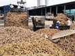Năm 2020, xuất khẩu sắn đạt gần 1 tỷ USD