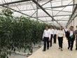 Mô hình trồng ớt công nghệ cao theo công nghệ Israel tại VinEco Hải Phòng