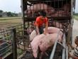 Giá lợn hơi chưa thể xuống dưới 70.000 đồng/kg