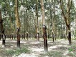 Nhiều doanh nghiệp cao su tự nhiên có kế hoạch chuyển đổi đất trồng cao su thành đất công nghiệp. Ảnh: Thành Nguyễn 