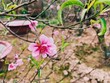 Thời tiết đẹp nên nhiều cành đào đã nở hoa sớm
