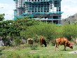 Nhiều dự án nhà ở tại Hà Nội bị bỏ hoang hóa, trở thành bãi chăn thả gia súc. Ảnh: Dũng Minh