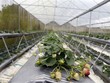Khu nhà kính trồng dâu tây gắn với trải nghiệm thực tế cho khách du lịch của HTX 19-5. (Ảnh: Trần Việt/TTXVN)