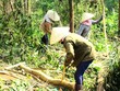 “Cảnh báo đỏ” các Chủ tịch huyện ở Quảng Ngãi liên quan đến thu mua gỗ keo