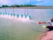 Để ngành tôm vùng ĐBSCL phát triển bền vững 