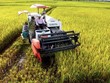 WB cho Việt Nam vay 350-400 triệu USD thực hiện đề án 1 triệu ha lúa phát thải thấp