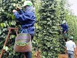 Việt Nam giữ vị trí nguồn cung hạt tiêu lớn nhất vào thị trường Mỹ.