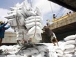 Nhiều doanh nghiệp Việt trúng thầu xuất khẩu gạo sang Indonesia.