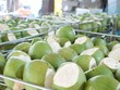 Dừa tươi, sầu riêng đông lạnh chuẩn bị xuất khẩu chính ngạch sang Trung Quốc