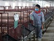Giá lợn hơi tăng ổn định kể từ đầu năm nay