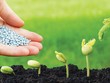 Doanh nghiệp phân bón ngóng chính sách mới