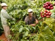 Giá xuất khẩu cà phê tăng tới hơn 50% so với cùng kỳ năm 2023.