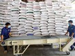 Gạo chất lượng cao đang chiếm 60 - 70% tổng lượng gạo xuất khẩu của Việt Nam. Ảnh: Đức Thanh 