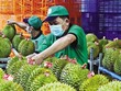 Xuất khẩu sầu riêng đang đứng trước áp lực cạnh tranh gay gắt 