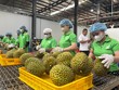 Nông sản Việt tăng tốc “nâng chuẩn” để đáp ứng quy định mới của Trung Quốc 