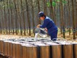 Giá cao su thế giới gần đây duy trì ở mức cao, dao động quanh 2.200 - 2.300 USD/tấn