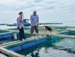 Ở đảo, cán bộ ngân hàng là người đồng hành với bà con trong cuộc mưu sinh. Trong ảnh: Bà Lê Thị Của, Giám đốc Agribank Chi nhánh Lý Sơn thăm lồng bè của gia đình anh Huỳnh Ngọc Thảo, thôn Đông An Hải, Đặc khu Lý Sơn 