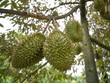  Sầu riêng "luồng xanh" được quản lý chặt chẽ từ khâu kiểm nghiệm đất, thu hoạch, đóng gói đến hoàn thiện hồ sơ điện tử.
