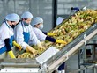 Xuất khẩu nông lâm thủy sản vượt 30 tỷ USD sau 5 tháng 