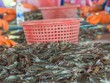 Theo Vasep, thủy sản Việt Nam xuất sang Mỹ không cạnh tranh trực diện với sản phẩm nội địa Mỹ. 