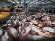 Nam Việt duy trì chuỗi sản xuất cá tra khép kín để tự chủ nguồn nguyên liệu và thức ăn chăn nuôi