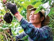 Nông dân thu hoạch cà phê tại Tây Nguyên - nơi doanh nghiệp cùng người dân triển khai mô hình canh tác đạt chuẩn ESG