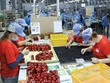 Với kinh nghiệm nhiều năm xuất khẩu hàng sang các thị trường khó tính, các doanh nghiệp đủ tự tin để chinh phục khách hàng tại thị trường EFTA (Ảnh: Lê Toàn)