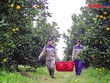 Cắt giảm điều kiện kinh doanh là bước đi có tính chất đột phá nhằm tháo gỡ nút thắt pháp lý, dọn đường cho doanh nghiệp nông nghiệp bứt phá. Ảnh: Đ.T