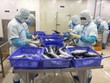 Doanh nghiệp Việt xuất khẩu sang Israel lưu ý quy định về lao động cưỡng bức. 