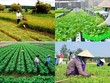 Giấy chứng nhận đăng ký hợp tác xã được cấp cho hợp tác xã, liên hiệp hợp tác xã.
