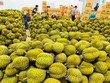 Thị trường Ấn Độ đã mở cửa cho trái sầu riêng tươi của Việt Nam, hứa hẹn sớm trở thành nhóm hàng tỷ USD.