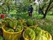 Năm 2025, con số xuất khẩu sầu riêng của Việt Nam đạt kỷ lục với kim ngạch 3,86 tỷ USD, cao nhất trong các ngành hàng rau quả.