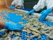 Xuất khẩu tôm mang về 2,8 tỷ USD sau 7 tháng, đóng góp đáng kể vào kim ngạch xuất khẩu toàn ngành thủy sản.