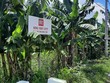 Khu đô thị Sing - Việt quy hoạch treo đến nay đã hơn 26 năm 