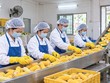 Doanh nghiệp hoạt động chính trong lĩnh vực sản xuất, chế biến và kinh doanh nông sản như sắn, ngô…