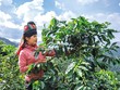 Nhờ sự hậu thuẫn của môi trường đầu tư, cà phê đã trở thành cây làm giàu trên vùng đất Sơn La. Ảnh: Quang Vinh 