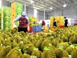 Xuất khẩu rau quả tháng 8 đạt gần 1,4 tỷ USD, đưa kim ngạch xuất khẩu 8 tháng vượt 6,15 tỷ USD, tăng 27,7% so với cùng kỳ. 