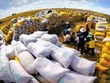 Xuất khẩu gạo 9 tháng thu về 3,05 tỷ USD, giảm 12,3% so với cùng kỳ năm trước. 