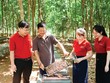 Trong cơ cấu tín dụng xanh của Agribank, lâm nghiệp bền vững chiếm tỷ trọng hơn một nửa tổng dư nợ