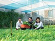 Ở lĩnh vực nông nghiệp, mức độ tham gia bảo hiểm còn rất hạn chế so với quy mô sản xuất
