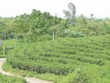 Ngành sản xuất chè hiện đang khá manh mún