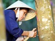 Hầu hết DN khai thác cao su thuộc VRG đều có tỷ suất lợi nhuận cao