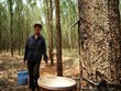 Cẩn trọng với cổ phiếu DN cao su tự nhiên