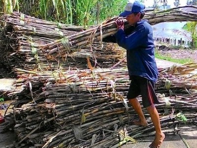 Tập đoàn TH phủ nhận ép giá mía nông dân tại Nghệ An